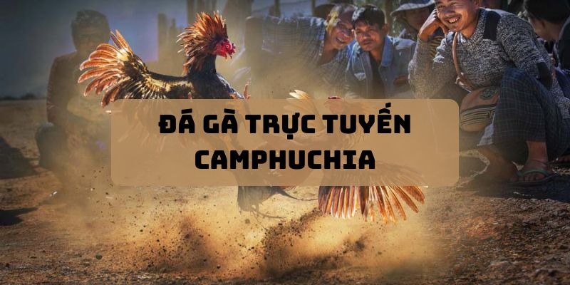 Chia sẻ các thông tin cơ bản nên biết về đá gà Campuchia